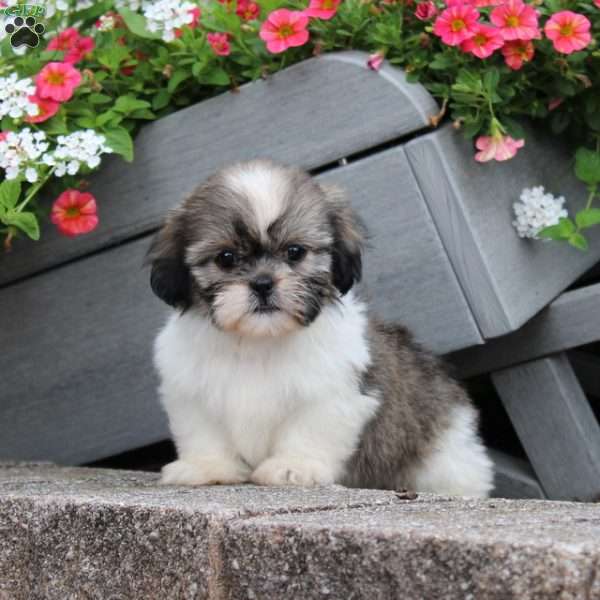 Riddle, Teddy Bear Puppy